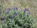 Lupine in bloom